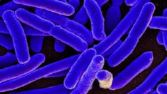 Las sorprendentes y variadas formas en las que la nociva bacteria E. coli ha contribuido al avance de la ciencia